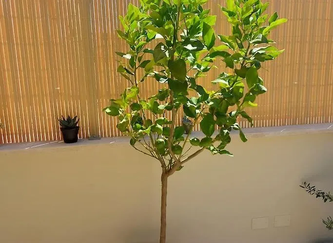 Monolocale Nuova Costruzione Con Giardino Apartamento Roma